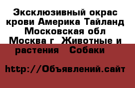 Эксклюзивный окрас крови Америка Тайланд - Московская обл., Москва г. Животные и растения » Собаки   